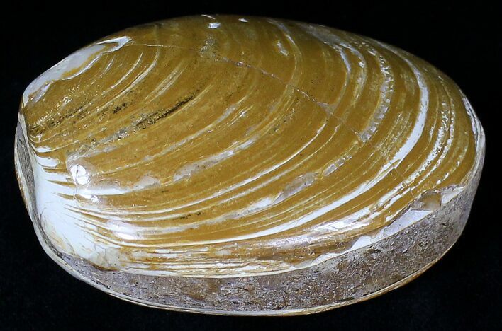 Wide Polished Fossil Clam - Jurassic #21761